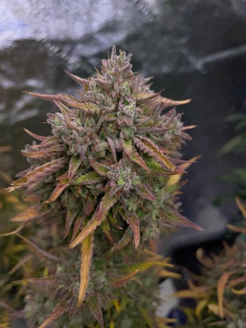 wizards apprentice, crinkled cookies,. Week 12