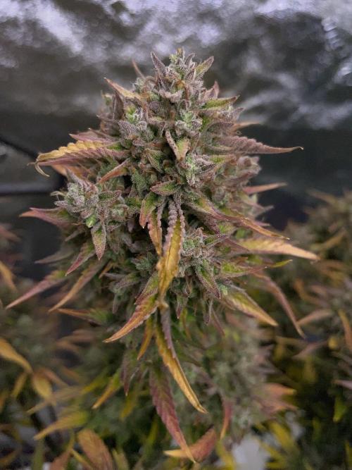 wizards apprentice, crinkled cookies,. Week 12