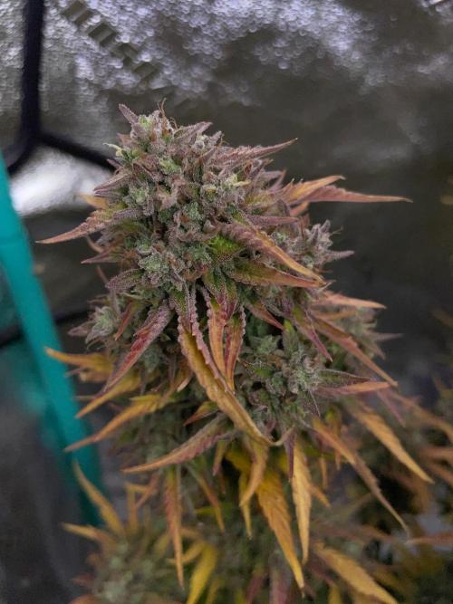 wizards apprentice, crinkled cookies,. Week 12