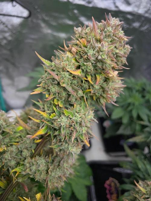 wizards apprentice, crinkled cookies,. Week 12