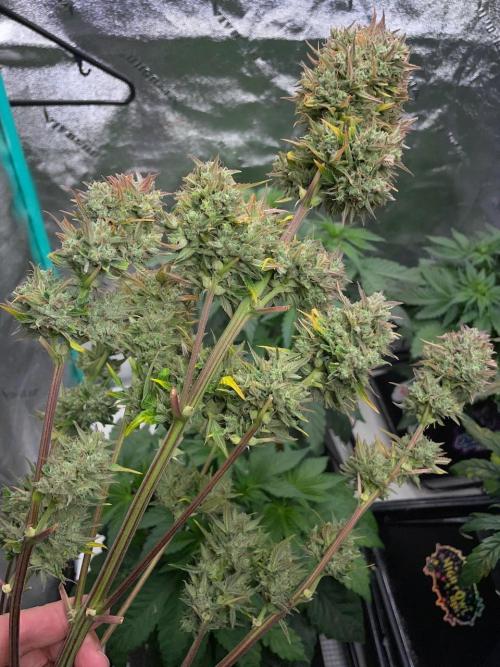 wizards apprentice, crinkled cookies,. Week 12