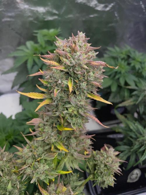 wizards apprentice, crinkled cookies,. Week 12