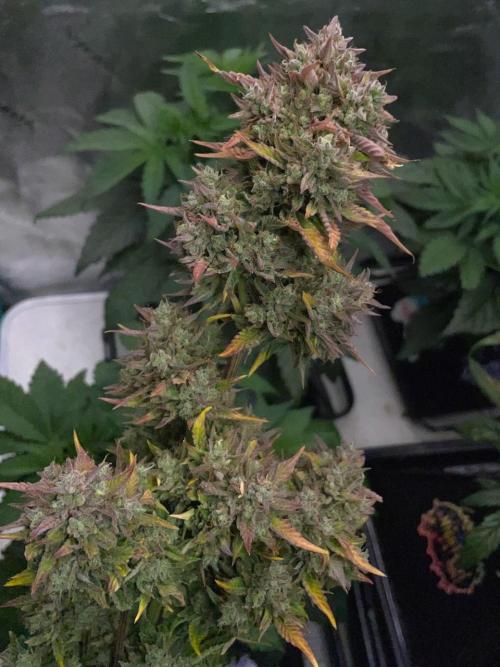 wizards apprentice, crinkled cookies,. Week 12