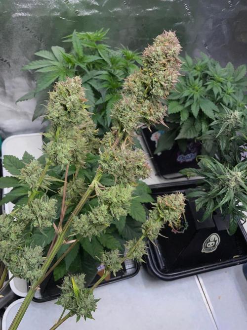 wizards apprentice, crinkled cookies,. Week 12