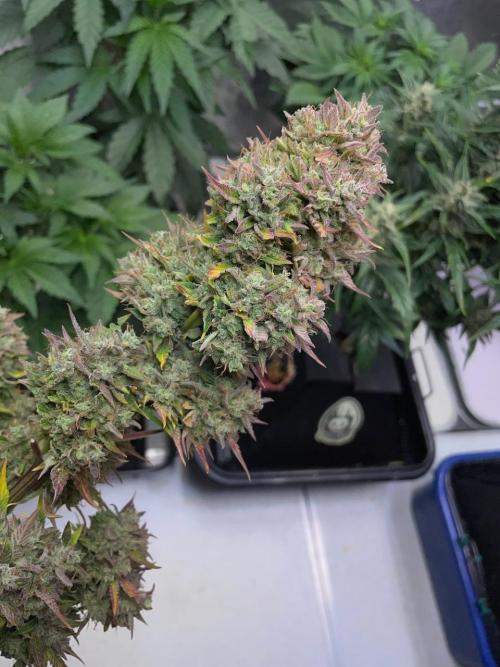 wizards apprentice, crinkled cookies,. Week 12