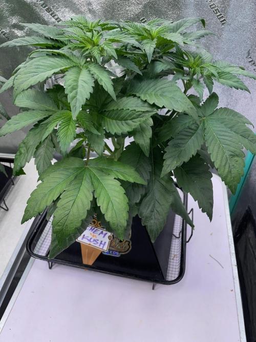 Strawpope, Sirius, ChemKush. Week 5