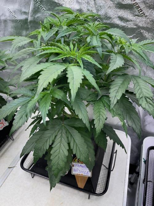 Strawpope, Sirius, ChemKush. Week 5