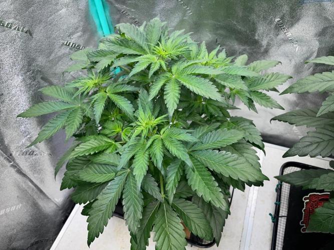 Strawpope, Sirius, ChemKush. Week 5