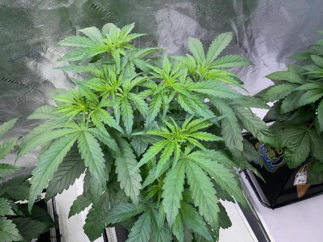 Strawpope, Sirius, ChemKush. Week 5