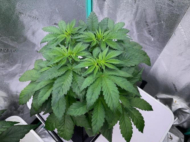 Strawpope, Sirius, ChemKush. Week 5