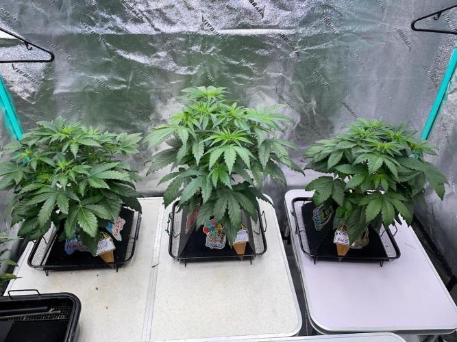 Strawpope, Sirius, ChemKush. Week 5