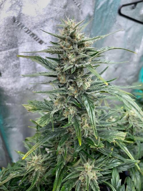 Mulberry Re-used Pyramid. Week 9
