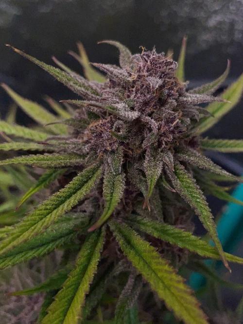 wizards apprentice, crinkled cookies,. Week 13