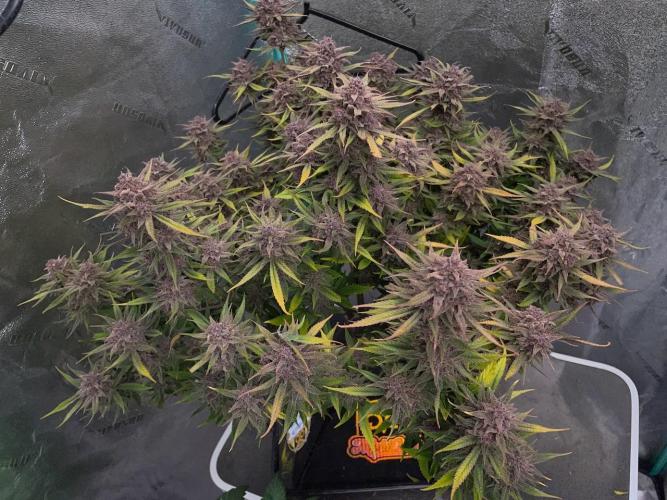 wizards apprentice, crinkled cookies,. Week 13