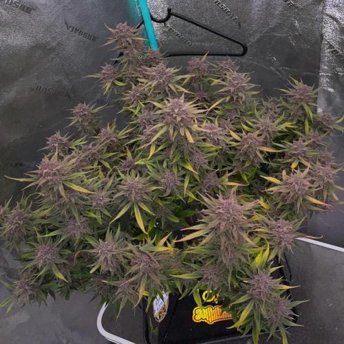wizards apprentice, crinkled cookies,. Week 13