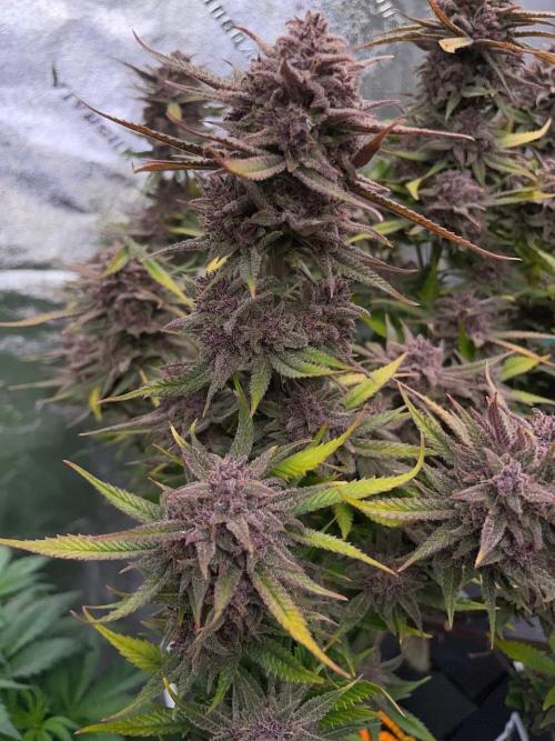 wizards apprentice, crinkled cookies,. Week 13