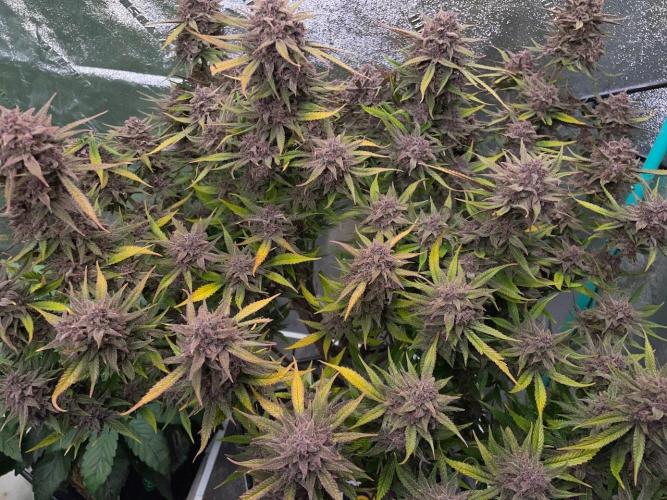 wizards apprentice, crinkled cookies,. Week 13