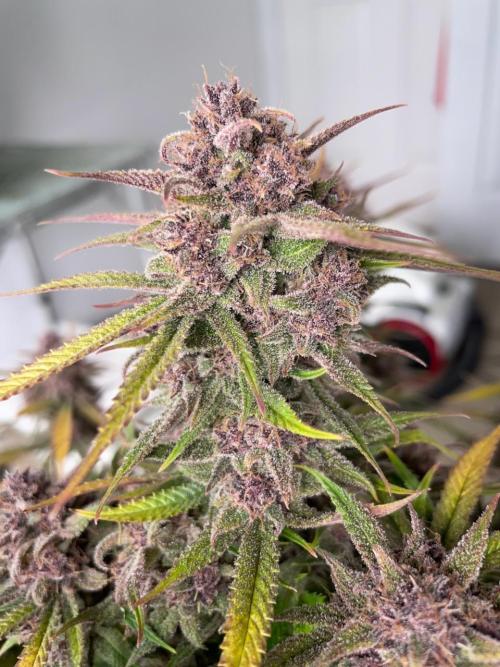 wizards apprentice, crinkled cookies,. Week 13