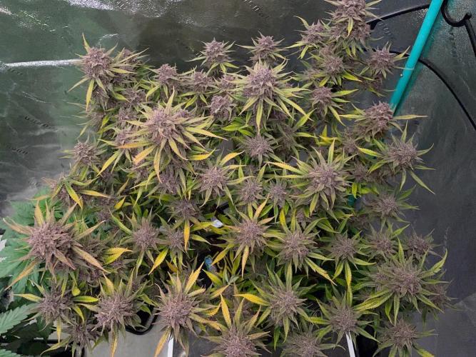 wizards apprentice, crinkled cookies,. Week 13