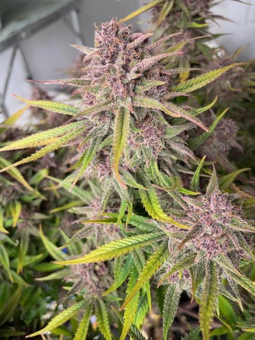 wizards apprentice, crinkled cookies,. Week 13