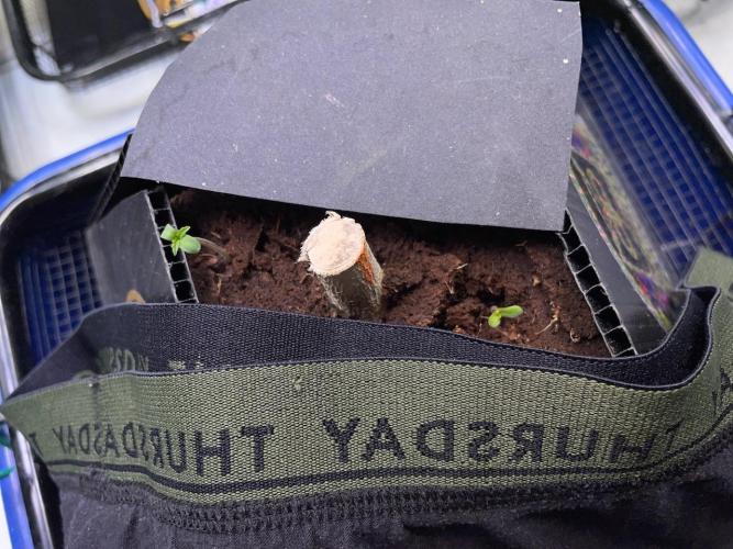 Re-used Pyramid with 2 beans. Week 1