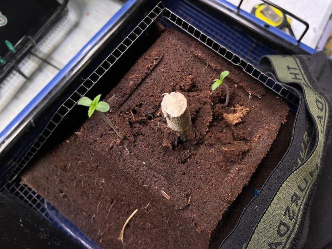 Re-used Pyramid with 2 beans. Week 1