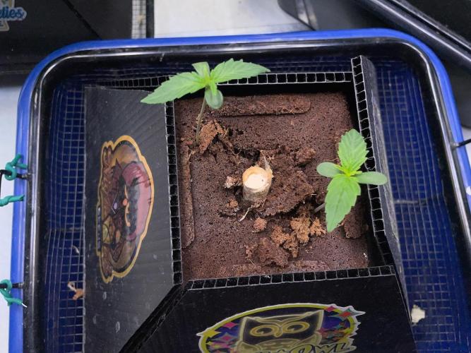 Re-used Pyramid with 2 beans. Week 1