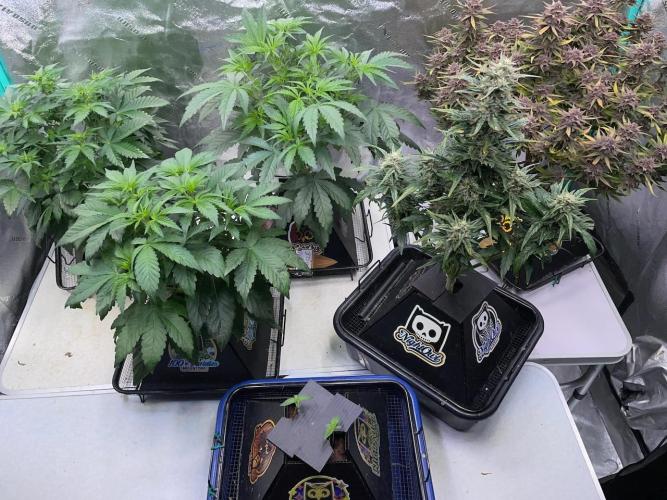 Re-used Pyramid with 2 beans. Week 1