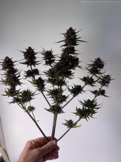wizards apprentice, crinkled cookies,. Week 13