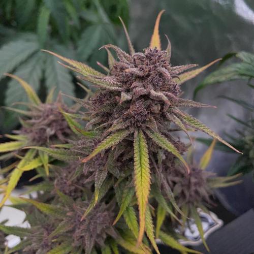 wizards apprentice, crinkled cookies,. Week 13