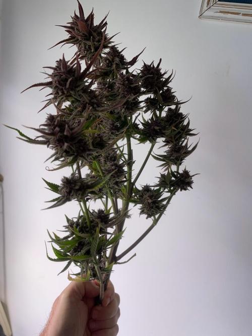 wizards apprentice, crinkled cookies,. Week 13