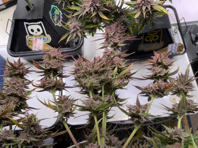 wizards apprentice, crinkled cookies,. Week 13