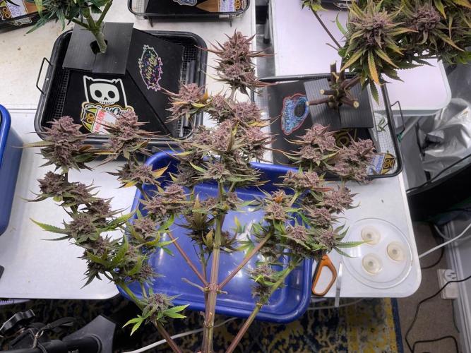 wizards apprentice, crinkled cookies,. Week 13