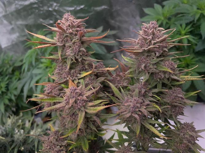 wizards apprentice, crinkled cookies,. Week 13