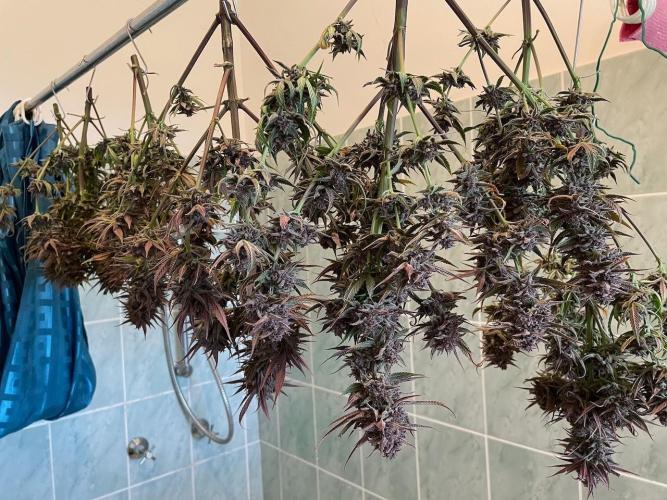 wizards apprentice, crinkled cookies,. Week 13