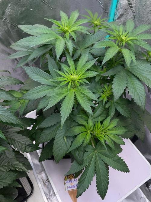 Strawpope, Sirius, ChemKush. Week 6