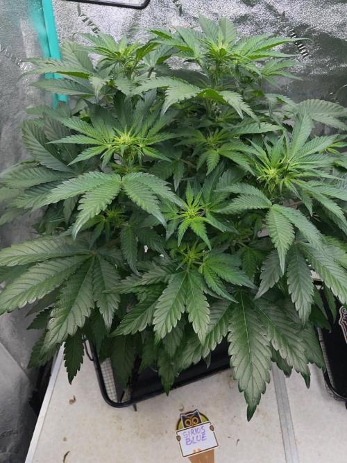 Strawpope, Sirius, ChemKush. Week 6