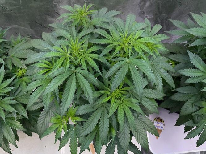 Strawpope, Sirius, ChemKush. Week 6