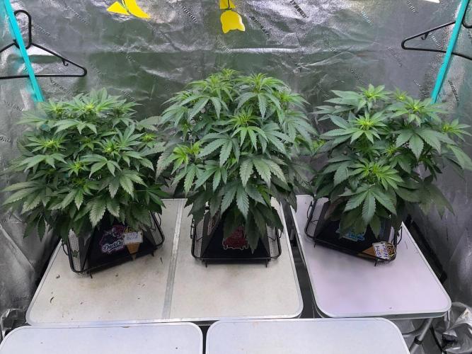 Strawpope, Sirius, ChemKush. Week 6