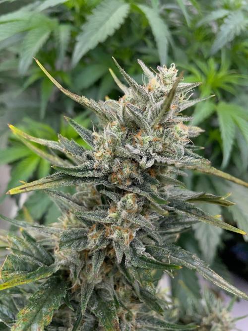 Mulberry F3 Auto. Week 10