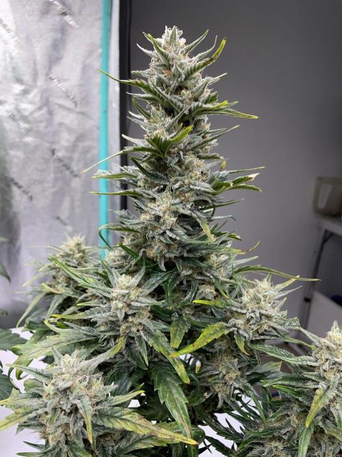 Mulberry F3 Auto. Week 10