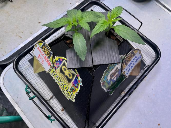 Re-used Pyramid with 2 beans. Week 2