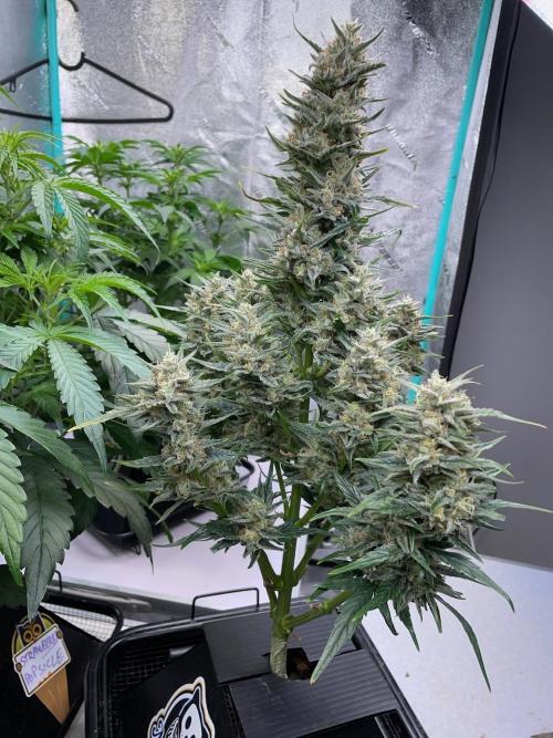Mulberry F3 Auto. Week 10