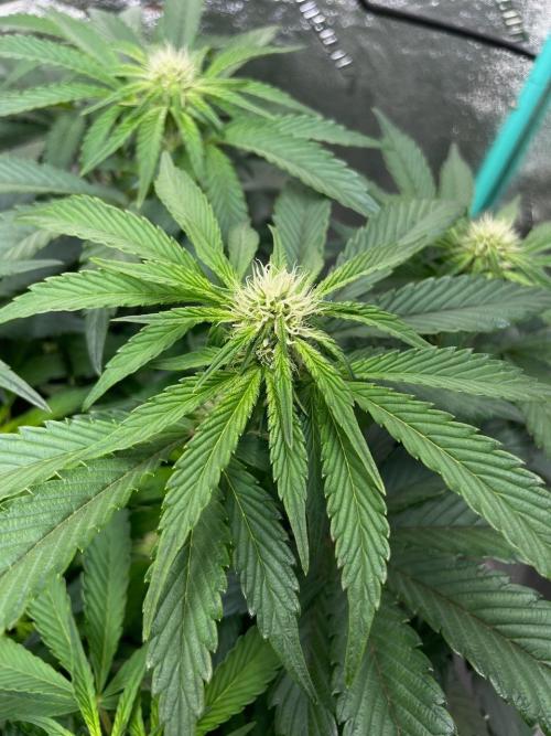 Strawpope, Sirius, ChemKush. Week 7