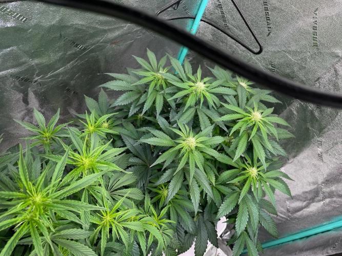 Strawpope, Sirius, ChemKush. Week 7