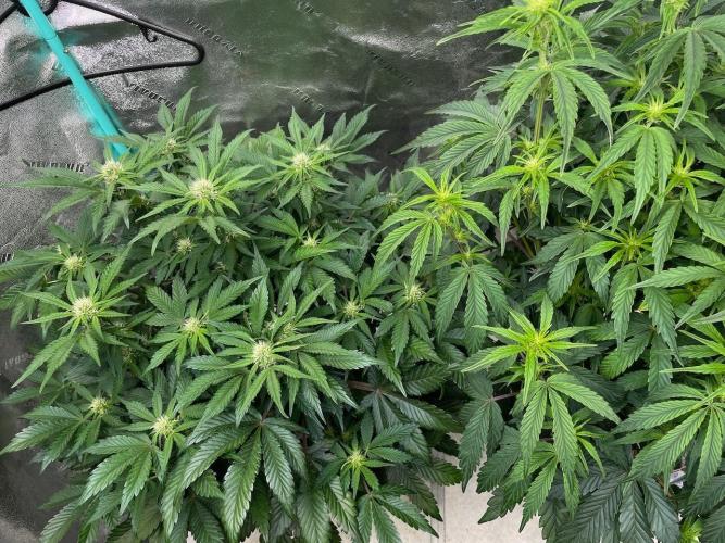 Strawpope, Sirius, ChemKush. Week 7