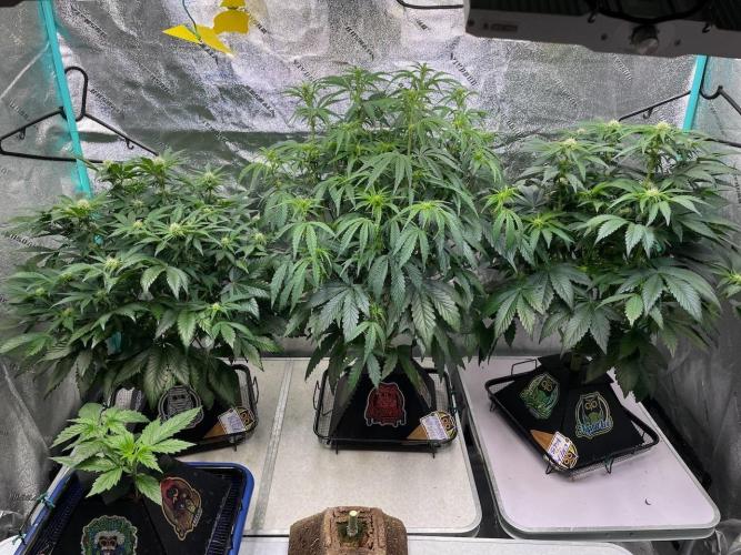 Strawpope, Sirius, ChemKush. Week 7