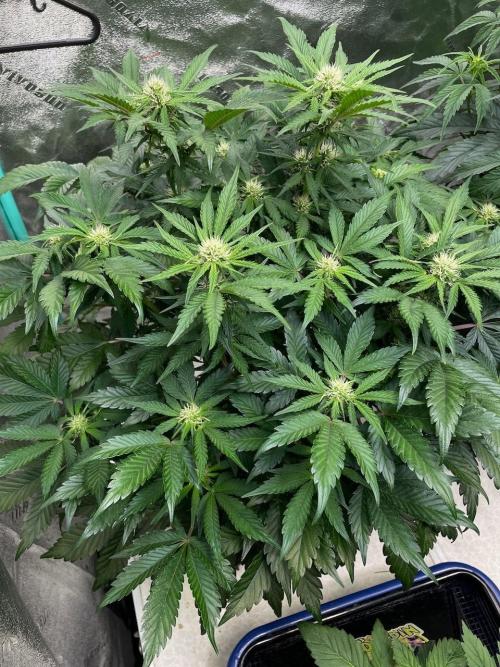 Strawpope, Sirius, ChemKush. Week 7