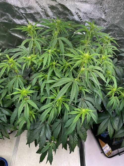Strawpope, Sirius, ChemKush. Week 7