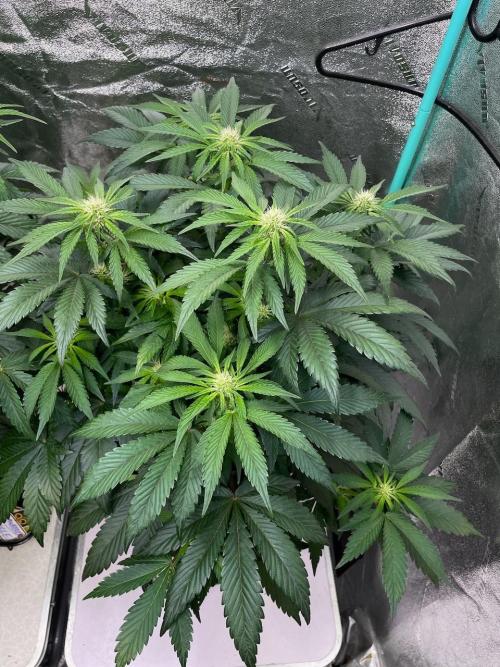 Strawpope, Sirius, ChemKush. Week 7